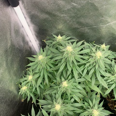 Northern Kush growlog photo: 01
