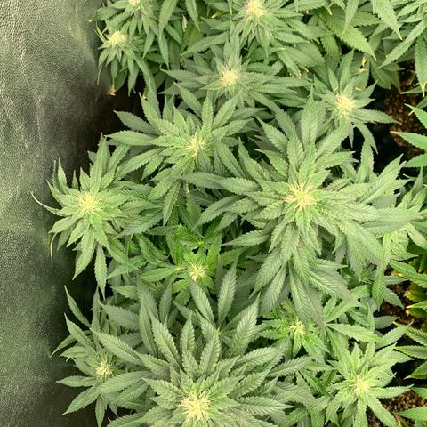 Northern Kush growlog photo: 02