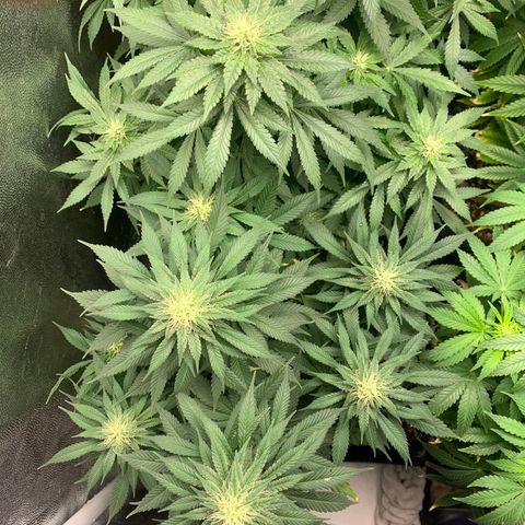Northern Kush growlog photo: 03