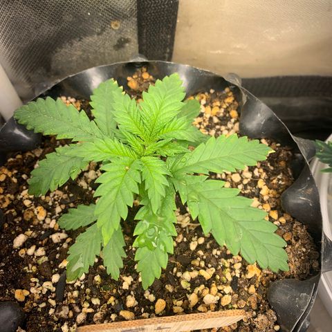 Amnesia Pro #1 growlog photo: 01