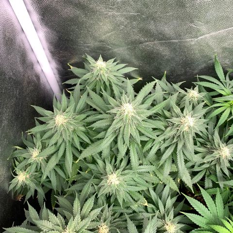 Northern Kush growlog photo: 01