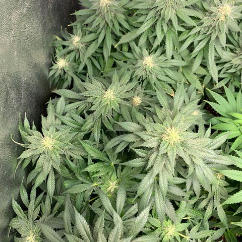 Northern Kush growlog photo: 02