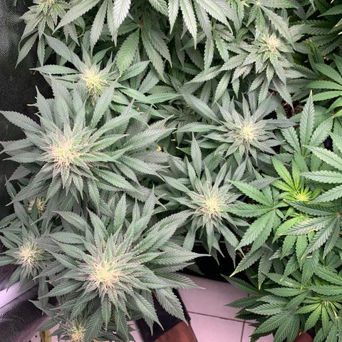 Northern Kush growlog photo: 03