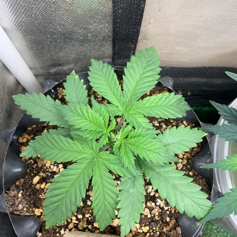 Amnesia Pro #1 growlog photo: 01