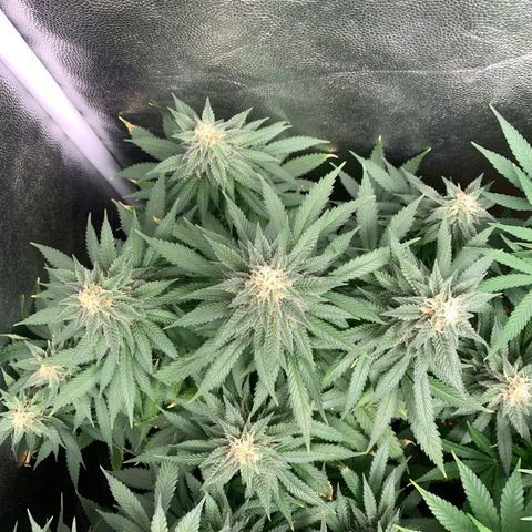 Northern Kush growlog photo: 01