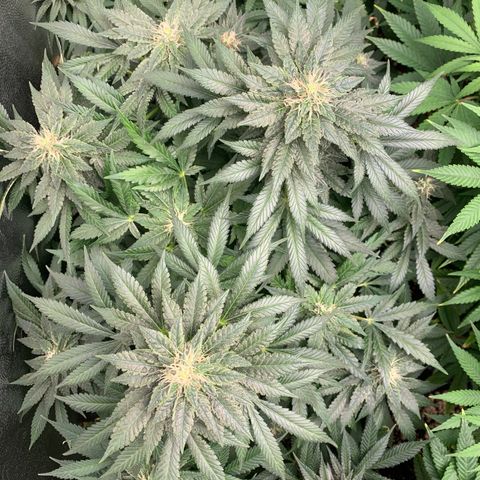 Northern Kush growlog photo: 02