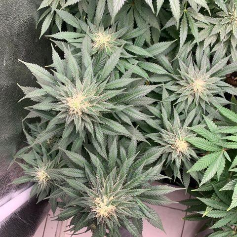 Northern Kush growlog photo: 03