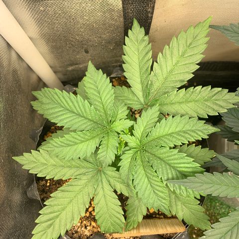 Amnesia Pro #1 growlog timeline photo