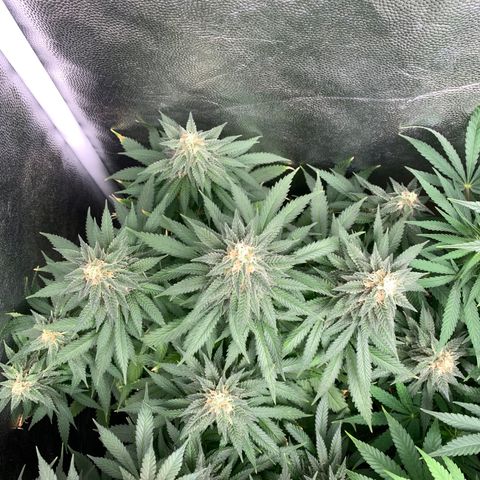 Northern Kush growlog photo: 01