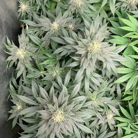 Northern Kush growlog photo: 02