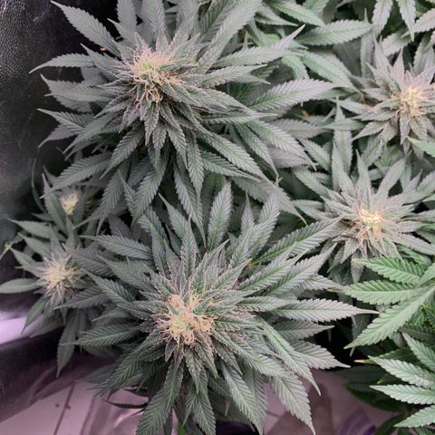 Northern Kush growlog photo: 03