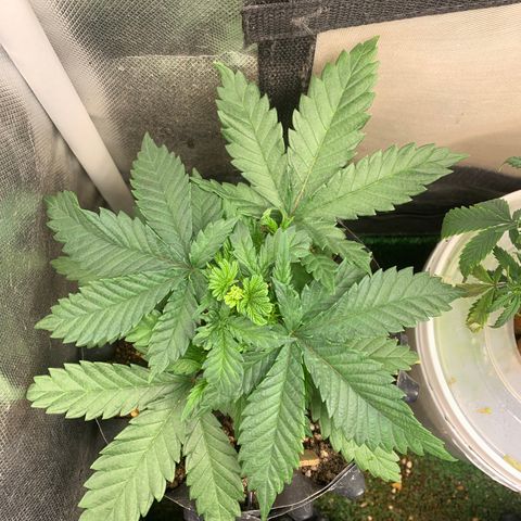 Amnesia Pro #1 growlog photo: 01