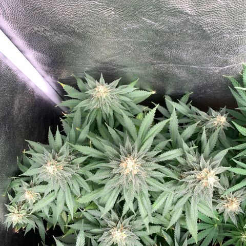 Northern Kush growlog photo: 01