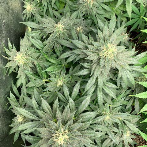 Northern Kush growlog photo: 02