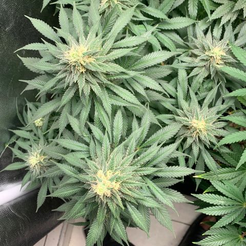 Northern Kush growlog photo: 03
