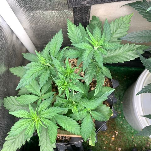 Amnesia Pro #1 growlog timeline photo