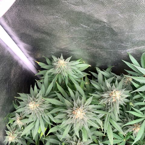 Northern Kush growlog photo: 01