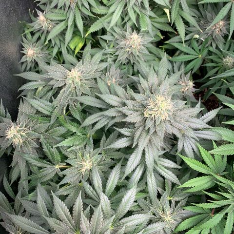 Northern Kush growlog photo: 02