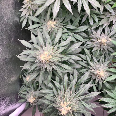 Northern Kush growlog photo: 03