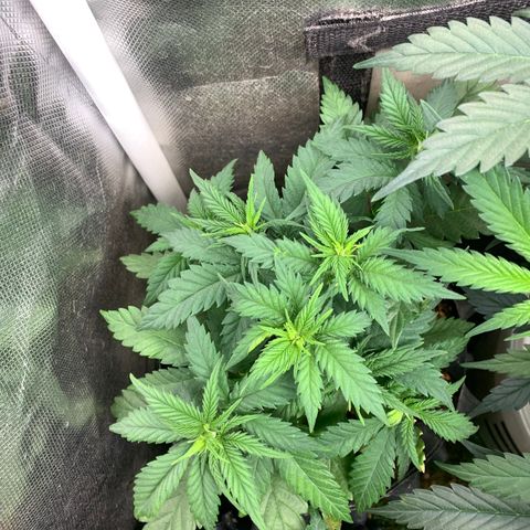 Amnesia Pro #1 growlog timeline photo
