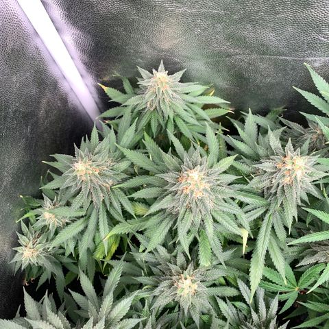 Northern Kush growlog photo: 01
