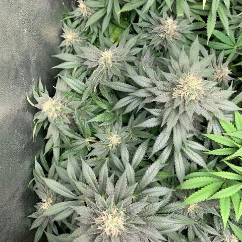 Northern Kush growlog photo: 02