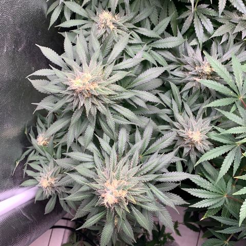 Northern Kush growlog photo: 03