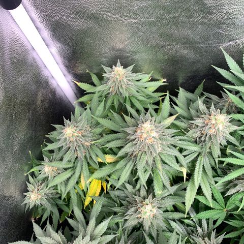Northern Kush growlog photo: 01