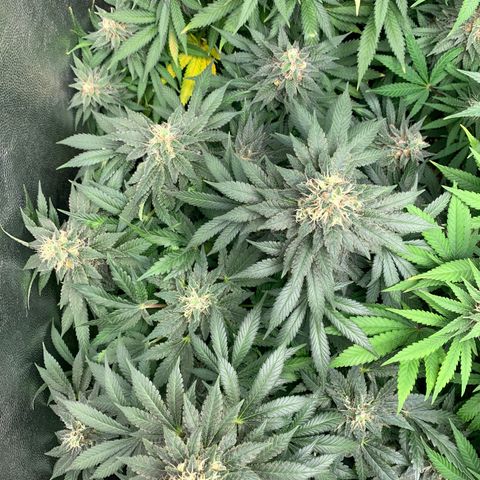 Northern Kush growlog photo: 02