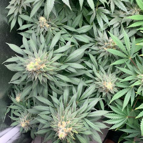 Northern Kush growlog photo: 03