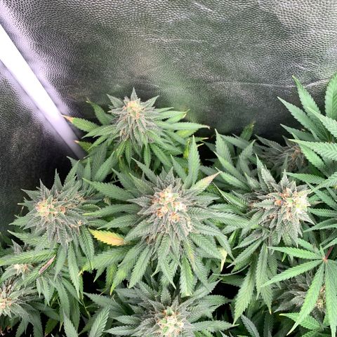 Northern Kush growlog photo: 01