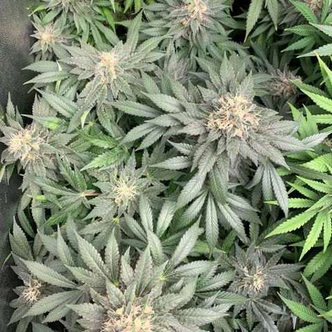 Northern Kush growlog photo: 02