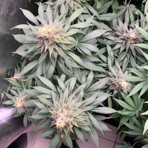 Northern Kush growlog photo: 03