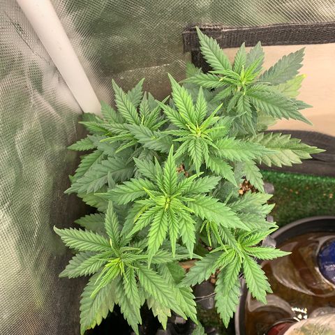 Amnesia Pro #1 growlog timeline photo
