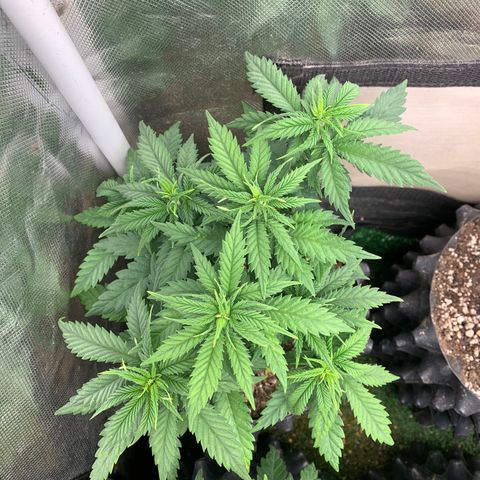 Amnesia Pro #1 growlog timeline photo