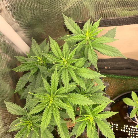 Amnesia Pro #1 growlog timeline photo