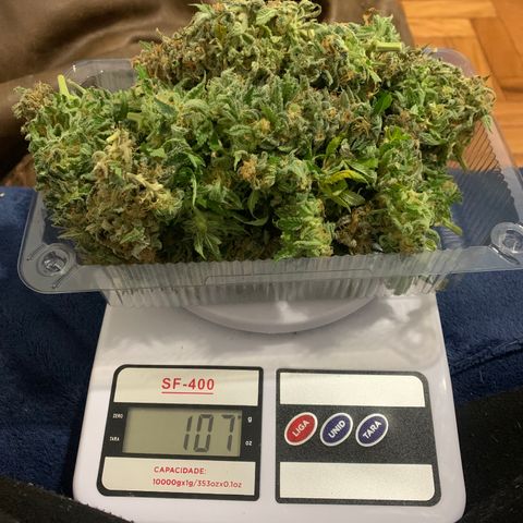 Northern Kush growlog photo: 01