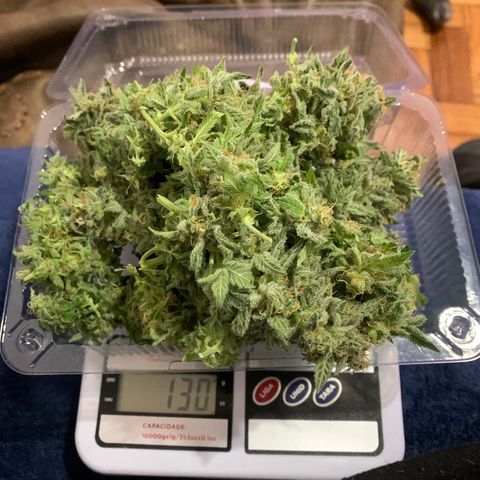 Northern Kush growlog photo: 02