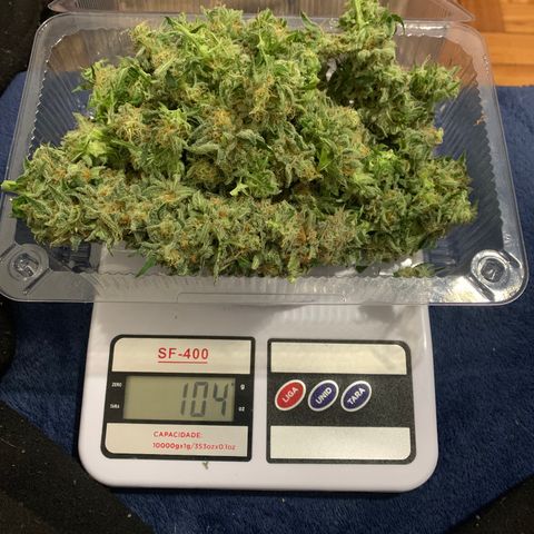 Northern Kush growlog photo: 03