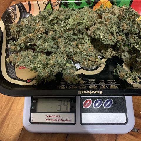 Northern Kush growlog photo: 01
