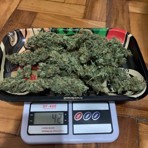 Northern Kush growlog photo: 02