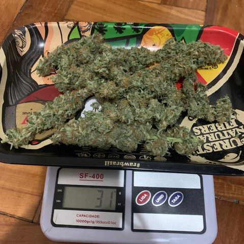 Northern Kush growlog photo: 03