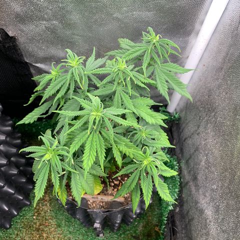 Amnesia Pro #1 growlog timeline photo
