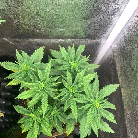 Amnesia Pro #1 growlog timeline photo