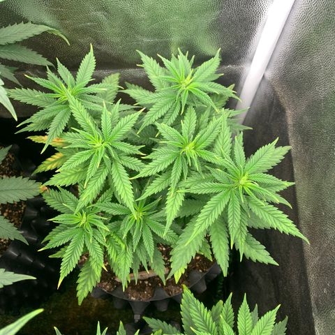 Amnesia Pro #1 growlog timeline photo