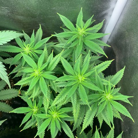 Amnesia Pro #1 growlog timeline photo