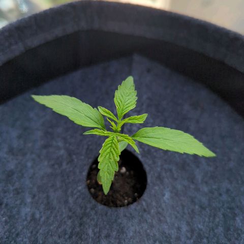 Lemon Haze Auto growlog timeline photo