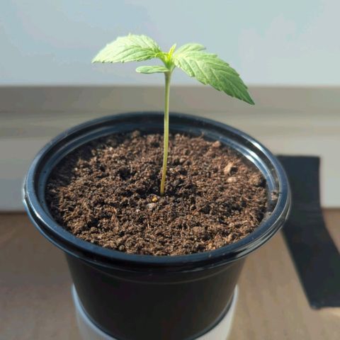 Lemon Haze Auto growlog timeline photo