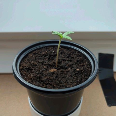 Lemon Haze Auto growlog timeline photo