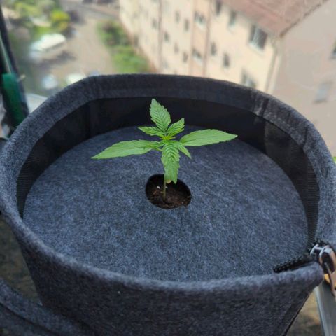 Lemon Haze Auto growlog timeline photo